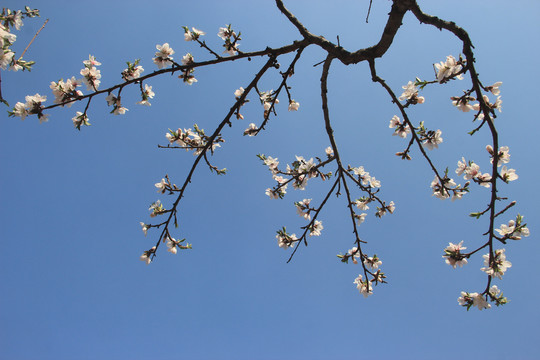 碧桃花
