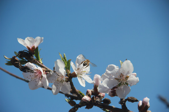 碧桃花