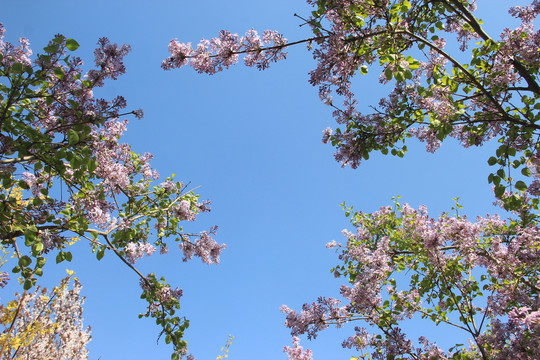 丁香花开