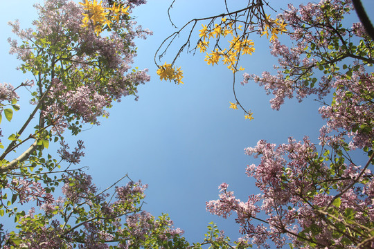 丁香花开