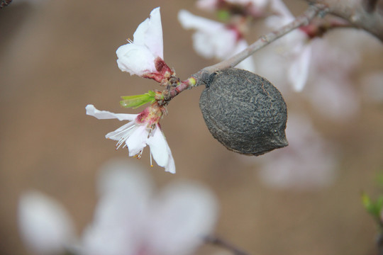 碧桃花