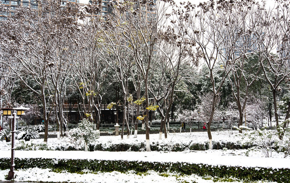 旌湖雪景