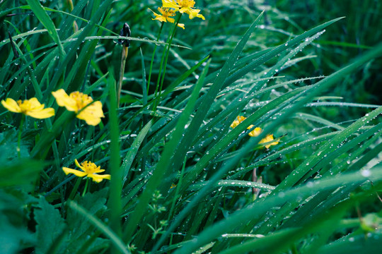 雨后的小草黄花
