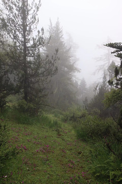 雾天的高山草甸