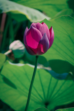 荷花