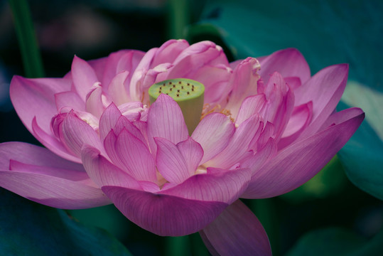 荷花