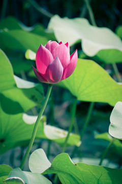 荷花