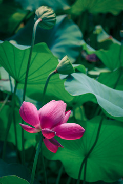 荷花