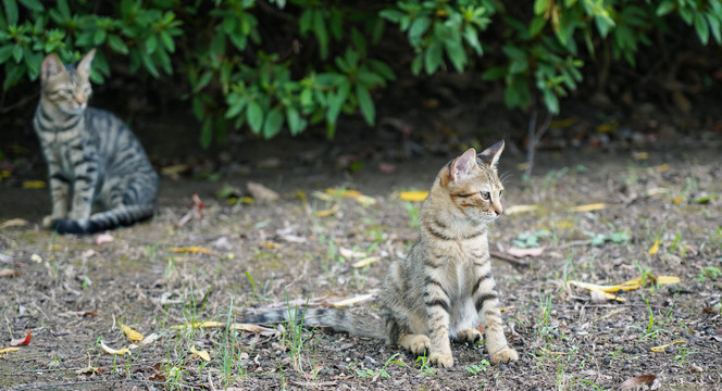 狸花猫