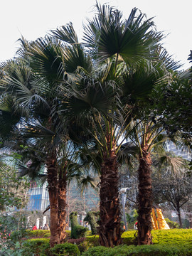 城市绿化树棕榈