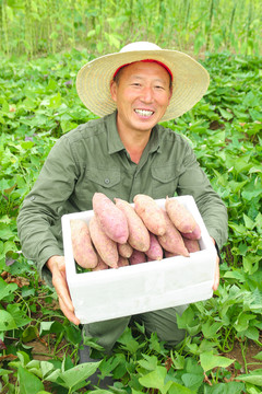 农民手里拿着一箱紫薯