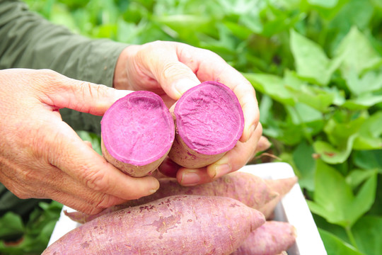 手里拿着新鲜紫薯