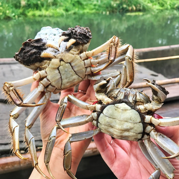 活大闸蟹