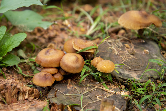 雨后蘑菇