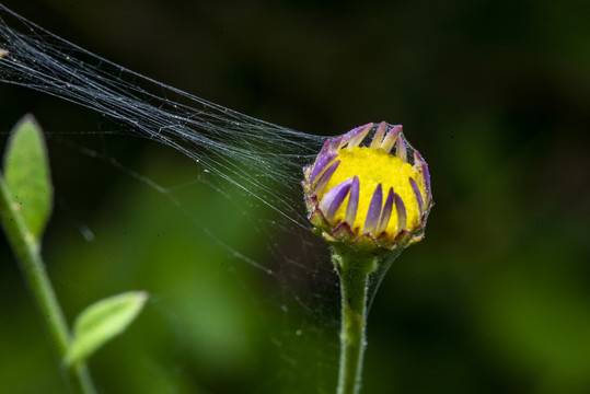 花苞