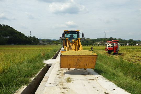 机械收割稻谷
