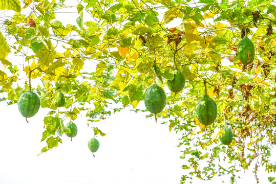 瓜蒌种植基地