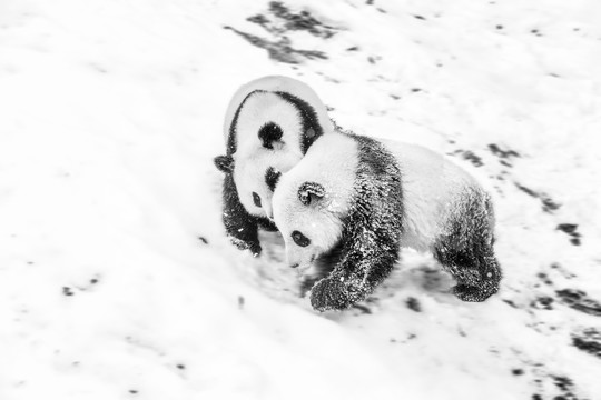 雪地大熊猫