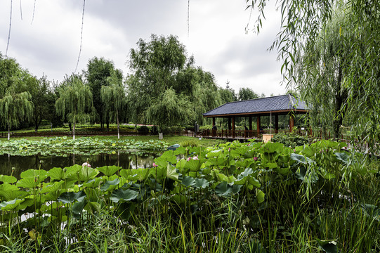 荷花盛开的中国长春百花园风景