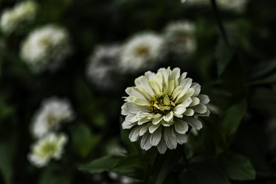 夏日里盛开的百日菊