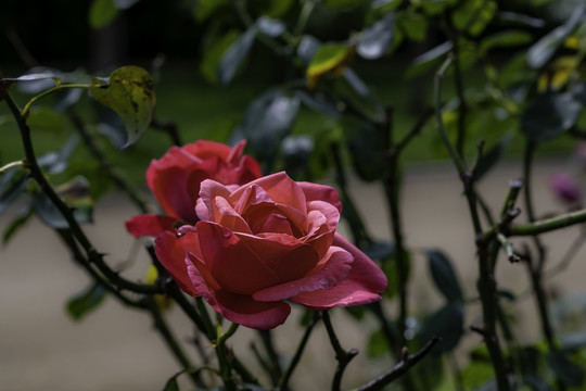 夏日里盛开的玫瑰花