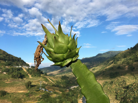 火龙果基地