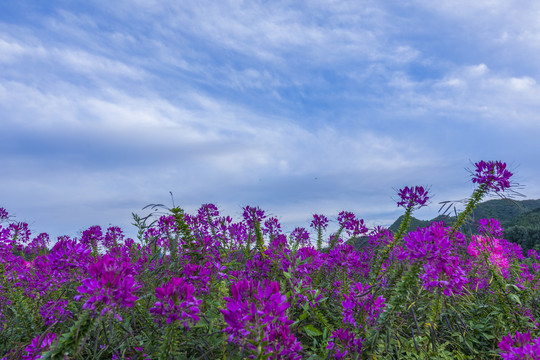 花海