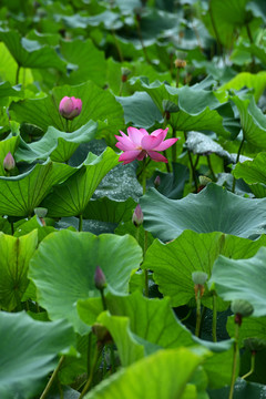荷花