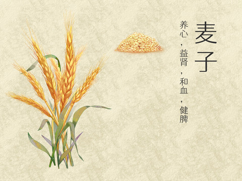 手绘水彩农产品麦子插画