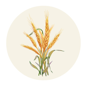 手绘水彩农产品麦子