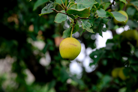 树上的香水梨
