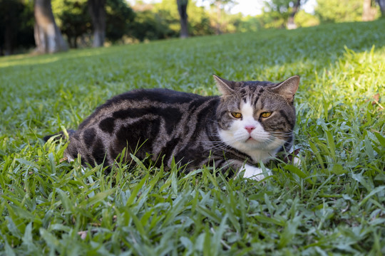 绿色草地上眯眼的美短猫