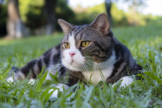 绿色草地上盘着的眯眼美短猫