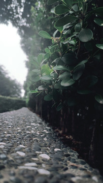 植物树丛