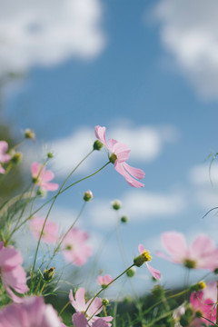 春天野花背景清新自然花卉设计