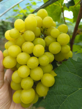果园金色葡萄