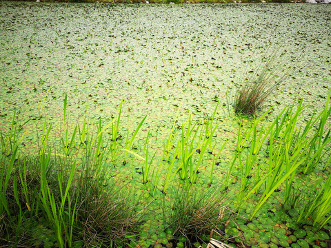 湿地水草