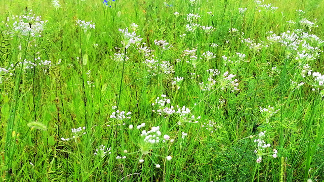 韭菜花