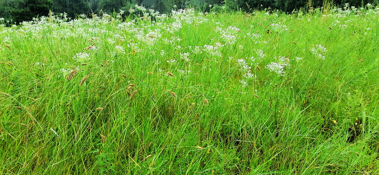 野韭菜