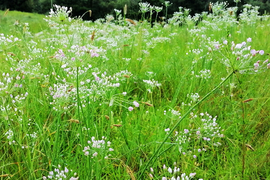 一片韭菜花