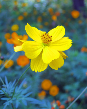 格桑花特写