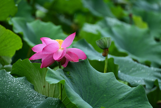 荷花