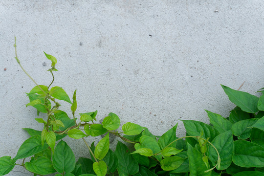 绿豆叶植物墙