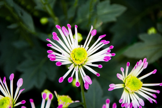 金丝菊花