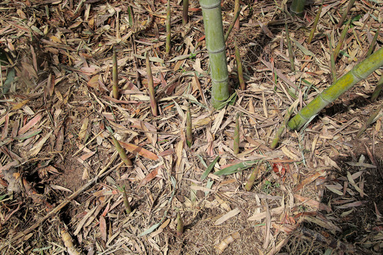 竹林里的新鲜小竹笋