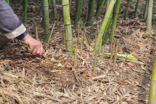 竹林里的新鲜小竹笋