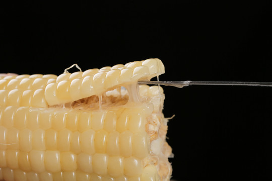 叉子上插着糯玉米