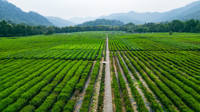 茶场茶叶基地