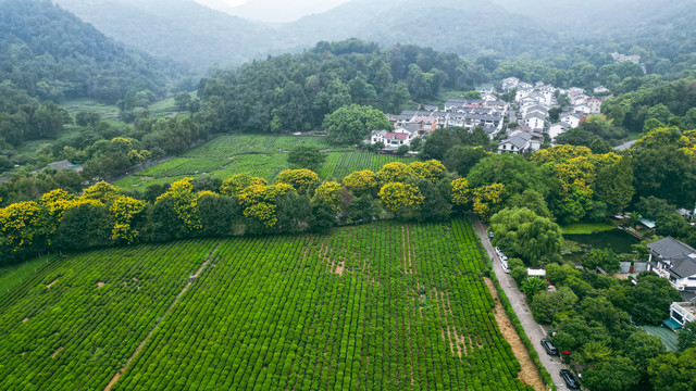 茶场茶叶基地