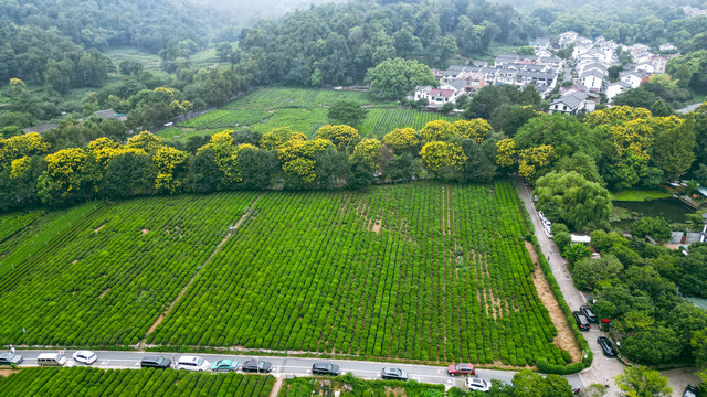 茶场茶叶基地